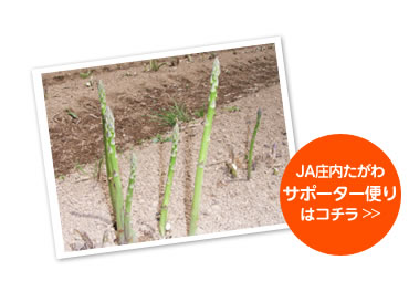 JA庄内たがわ　アスパラガス
