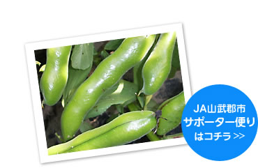 空に向かって実がなるソラマメ