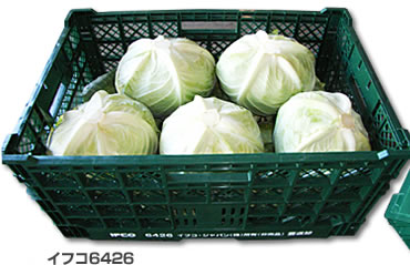 イフコ6426／加工用キャベツ