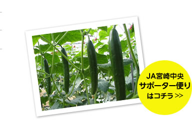 ハウスで育ったキュウリ