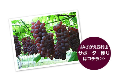 JAさがえ西村山　デラウェア