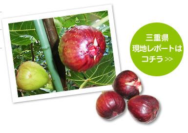 大切に育てられた三雲のイチジク