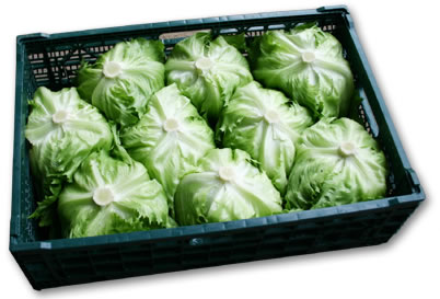 イフコ・コンテナーイメージフォト