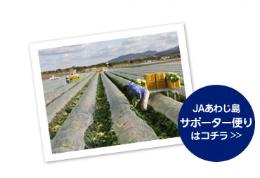 トンネル栽培の冬春レタスを収穫