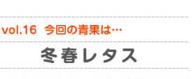 vol.16　今回の青果は…冬春レタス