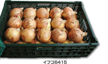 イフコ6415／バラのタマネギが2段納まる高さ