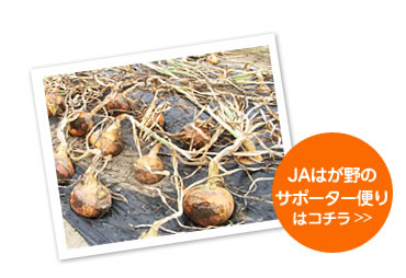 ＪＡはが野　タマネギ