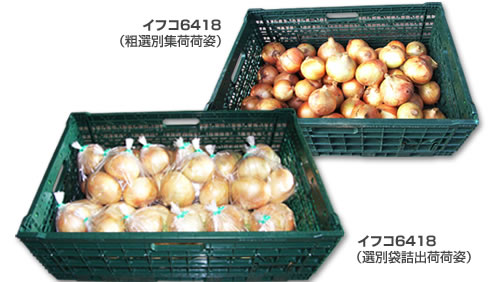 イフコ6418（粗選別集荷荷姿）／イフコ6418（選別袋詰出荷荷姿）