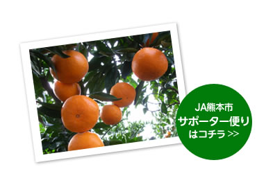 たわわに実ったみかん