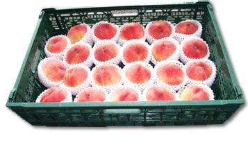 イフコ6413／22玉入