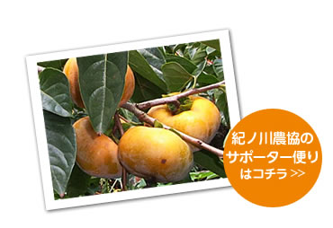 紀ノ川農協　柿