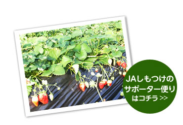 ＪＡしもつけ　イチゴ
