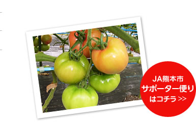 ハウスでたわわに実ったトマト