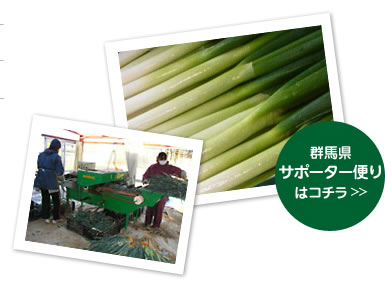 埼玉のネギ収穫作業