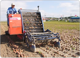 収穫機で畑のタマネギを収穫
