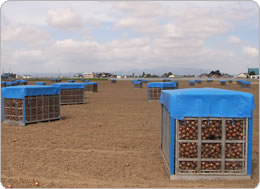 畑に点在するスチールコンテナ