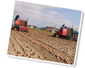 広々とした北海道のタマネギ畑