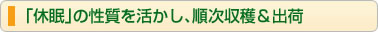 「休眠」の性質を活かし、順次収穫＆出荷