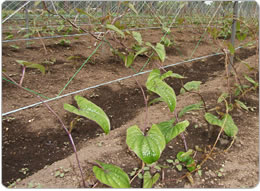 ネットに沿ってつるが伸びる