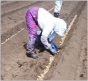“子いも”の植付作業