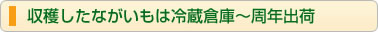 収穫したながいもは冷蔵倉庫〜周年出荷