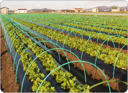 安心で安全な農法にこだわった「あわじ島レタス」