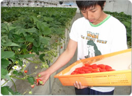 一粒一粒大切に手元の収穫箱へ