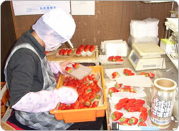 粒のサイズ別に選別