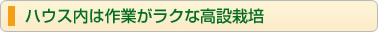 ハウス内は作業がラクな高設栽培