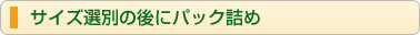 サイズ選別の後にパック詰め