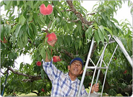 実を傷つけないように丁寧に収穫