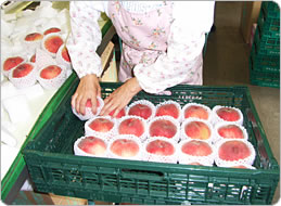 フルーツキャップをつけてコンテナー詰め