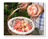 生産者から小売業者まで、大切に扱われるモモ