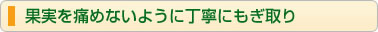 果実を痛めないように丁寧にもぎ取り