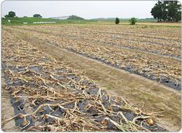 肥沃な砂地で質の良いタマネギを生産