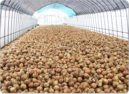 タマネギはハウスでさらに乾燥