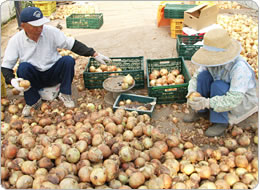 農家の庭先からイフコ・コンテナーが活躍