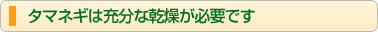 タマネギは充分な乾燥が必要です