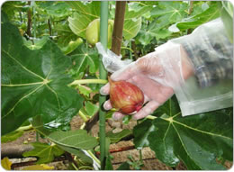 イチジクの収穫作業