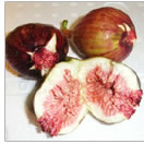 大きくて甘い三雲のイチジク