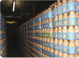 栽培瓶がずらりと並ぶ生育室