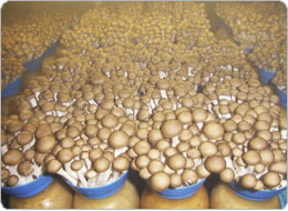 生育したぶなしめじ