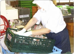 手作業でコンテナ詰め