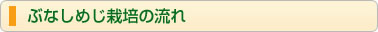 ぶなしめじ栽培の流れ