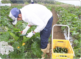 毎朝冷涼な時間帯から始まるズッキーニの収穫作業