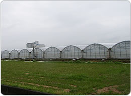 トマトのビニールハウスが並ぶ