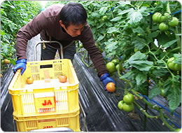 ひとまず無選別で収穫箱へ入れる