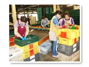 集荷場でコンテナー詰め