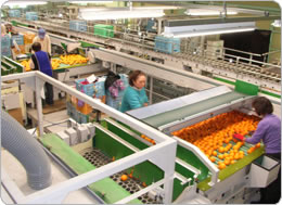 選別は人の目でしっかりと