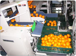 コンテナー詰めも自動化